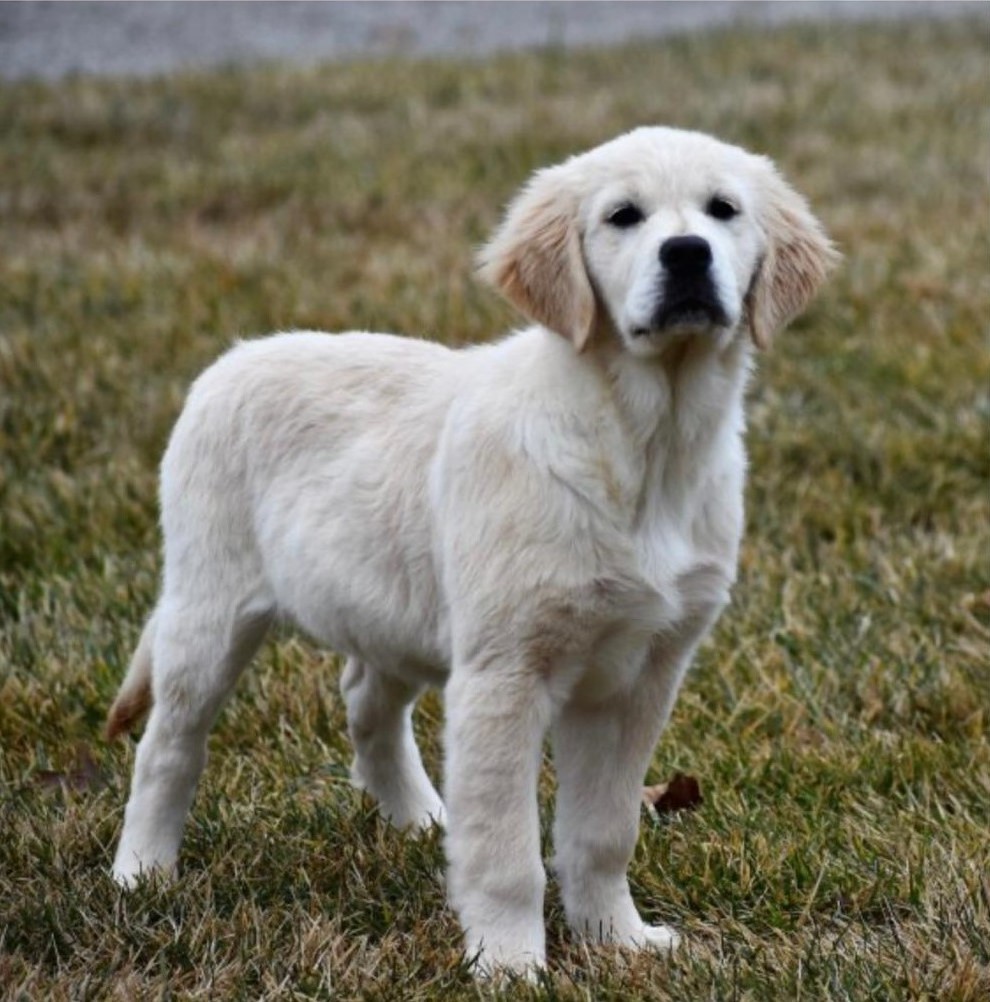 baby golden retriever for sale