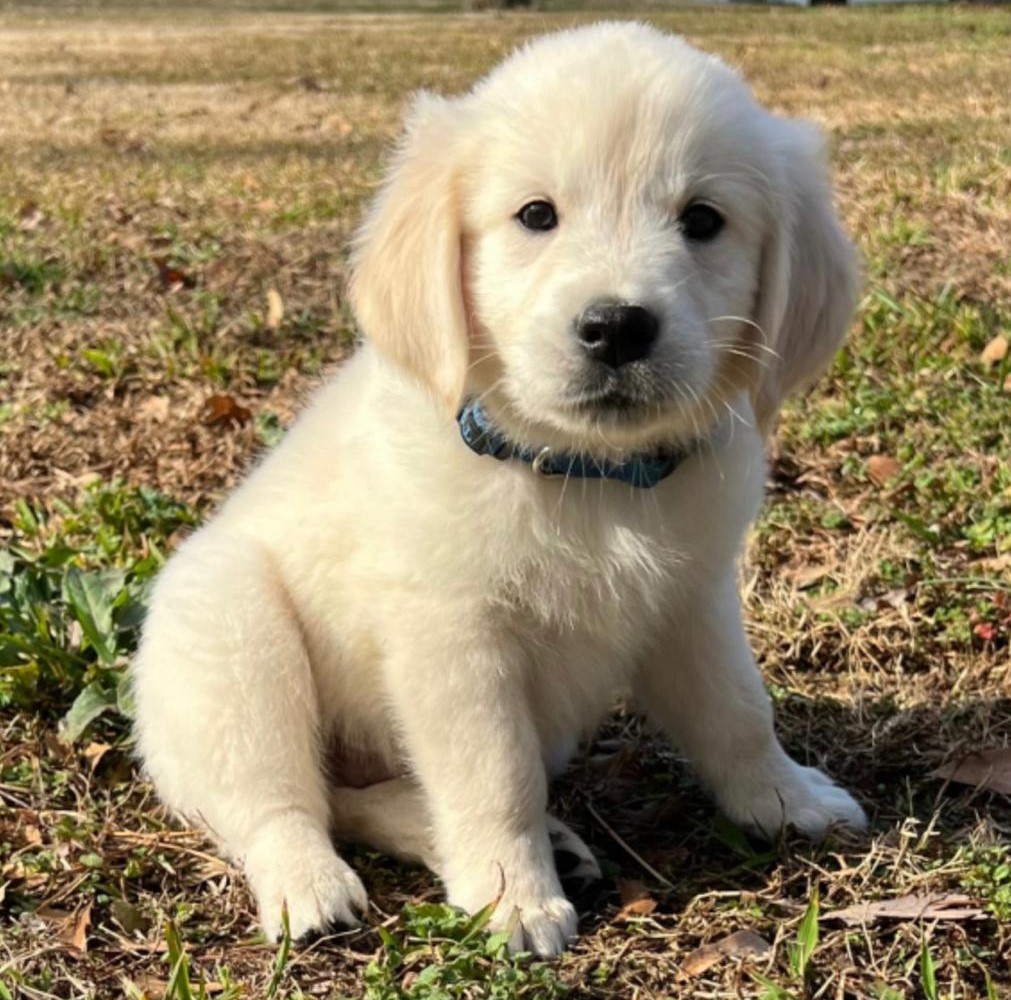 looking for golden retriever puppies