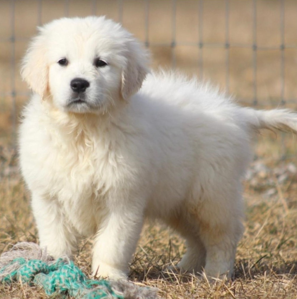 miniature golden retriever for sale