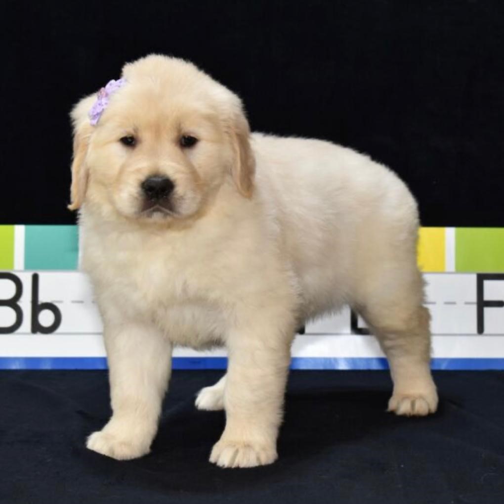 miniature golden retriever for sale near me