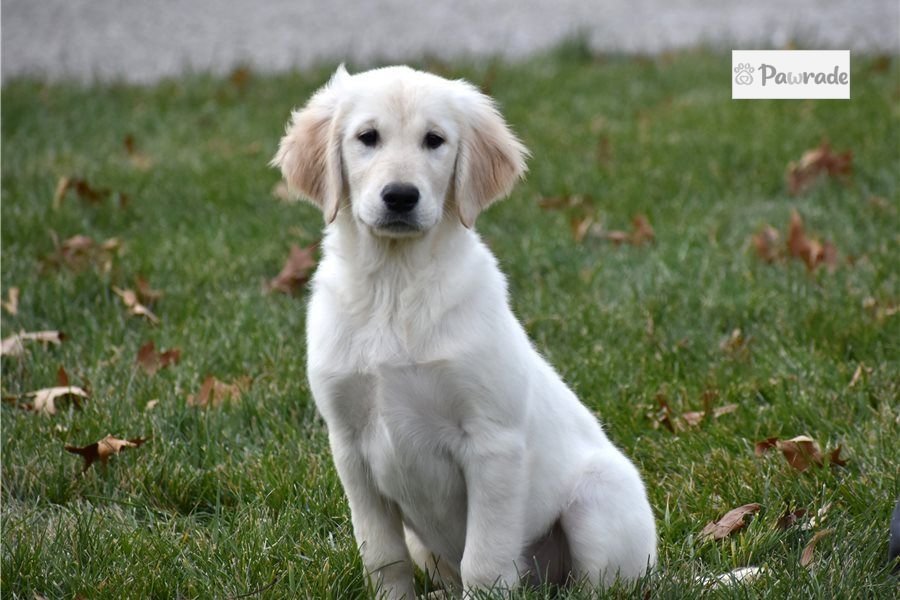 golden retriever puppies for sale in my area