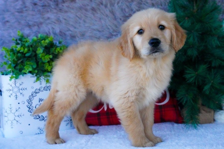 golden retriever puppies near me