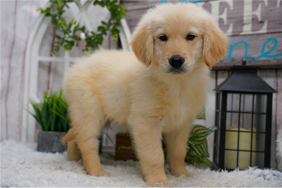 golden retriever litter for sale