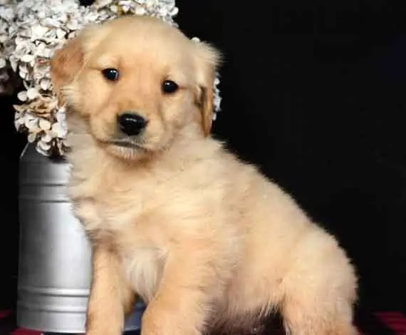 Golden Retriever Puppies for Adoption Near Me