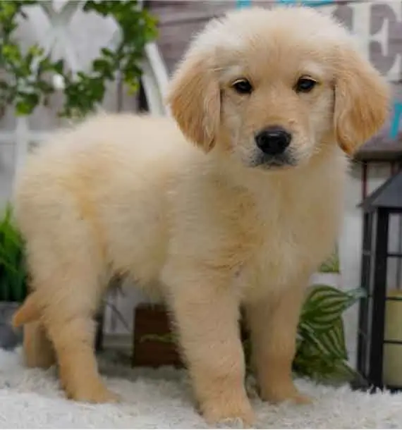 Baby Golden Retriever for Sale