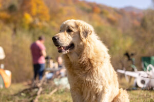 golden puppies for sale