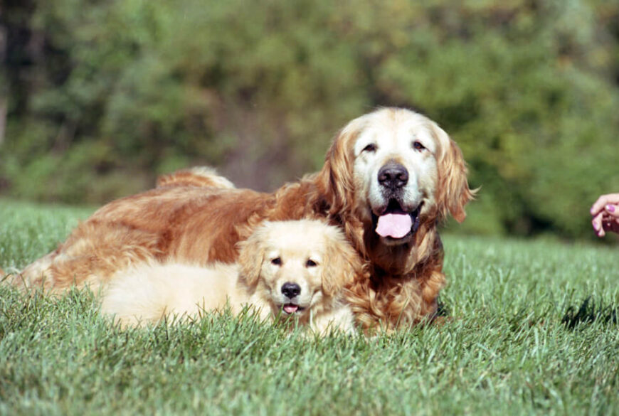 golden puppies for sale