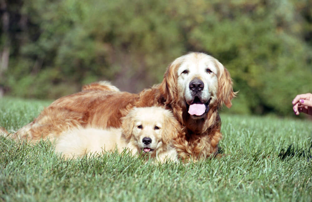 Golden Puppies for Sale: What to Expect and How to Choose Right