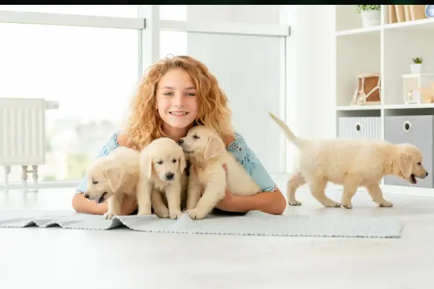 What to Look for When Searching Mini Golden Retrievers for Sale Online