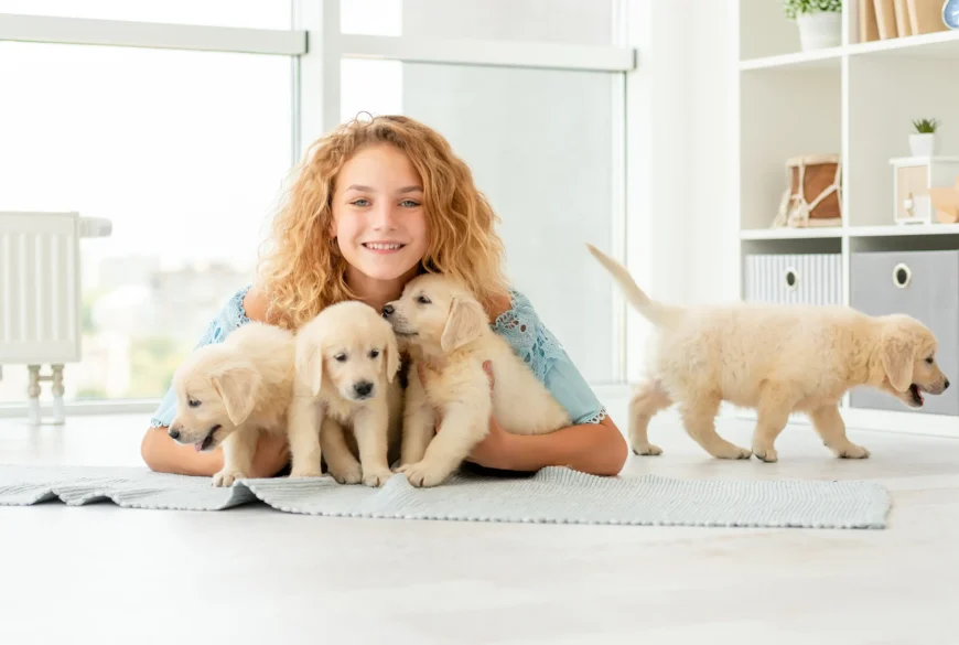 Mini Golden Retrievers for Sale