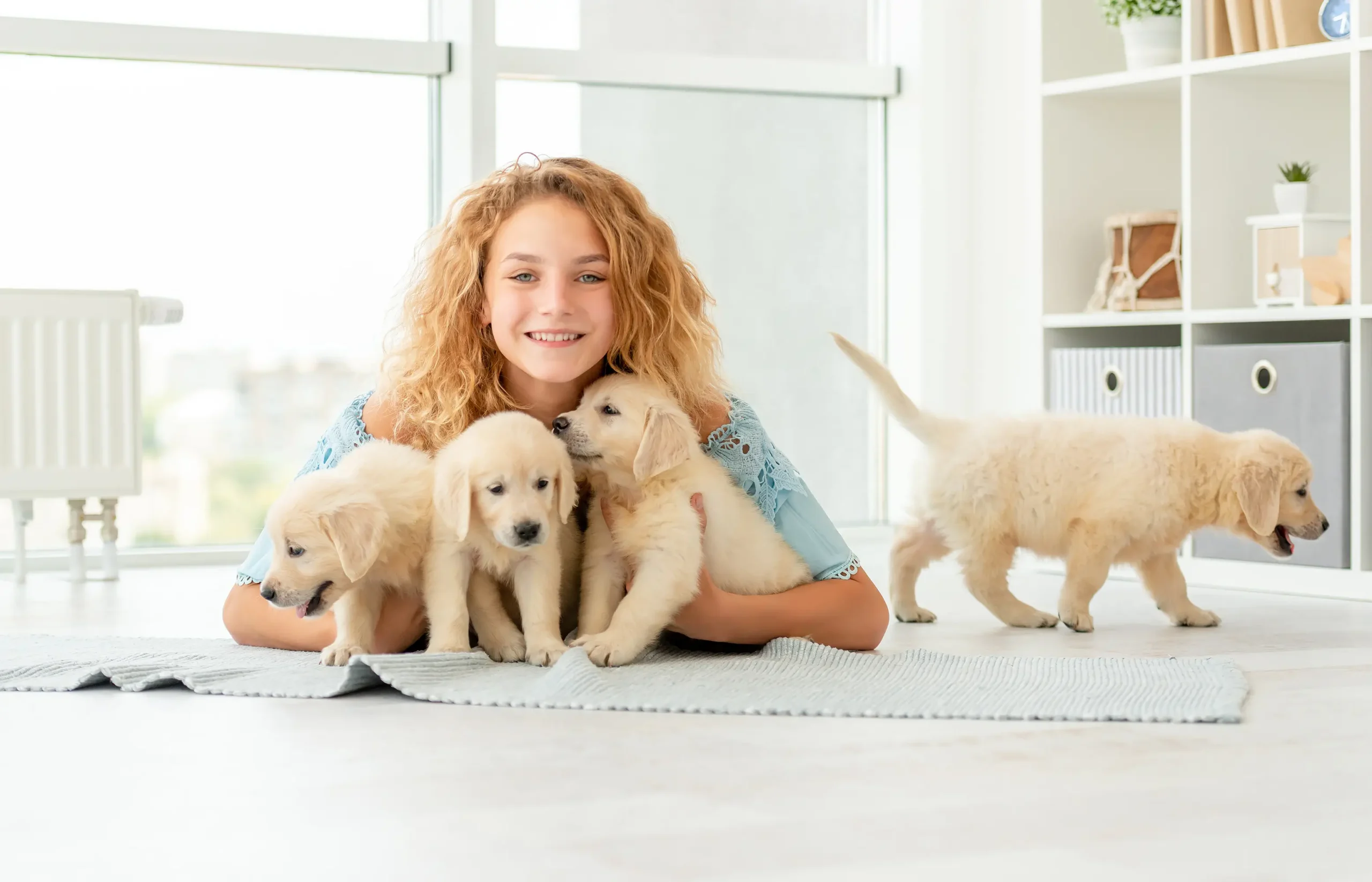 What to Look for When Searching Mini Golden Retrievers for Sale Online