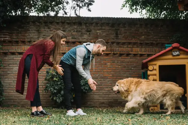 9 Tips to Train Your AKC Golden Retriever for Success