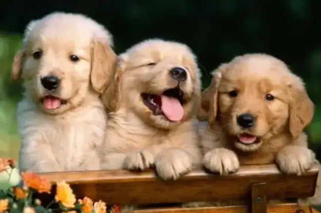 Golden Retriever Puppy Litters for Sale & Planned Breeding