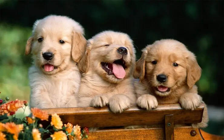 Golden Retriever Puppy Litters for Sale & Planned Breeding