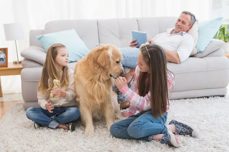 Golden Retrievers Dog