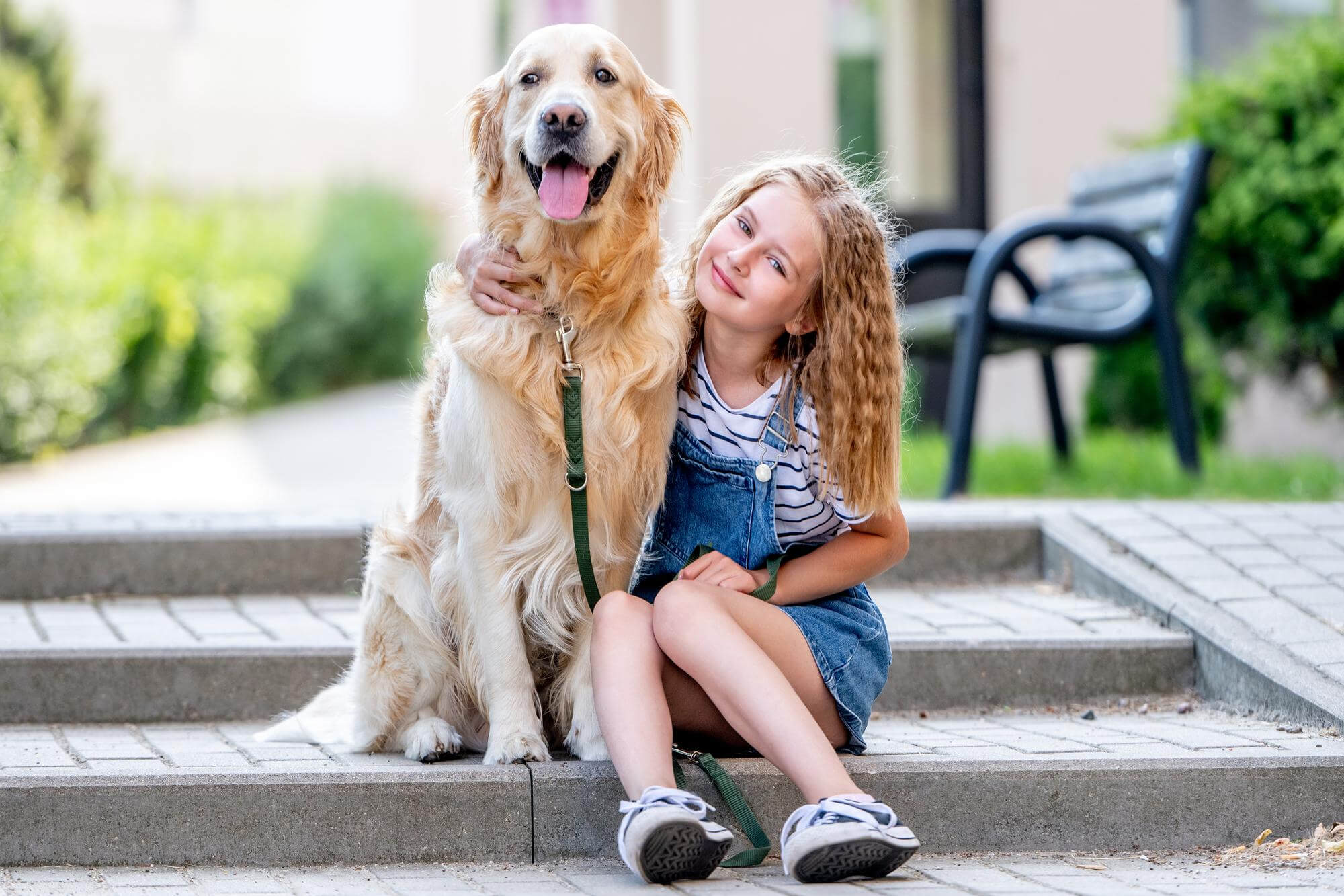 Golden Retriever family dog