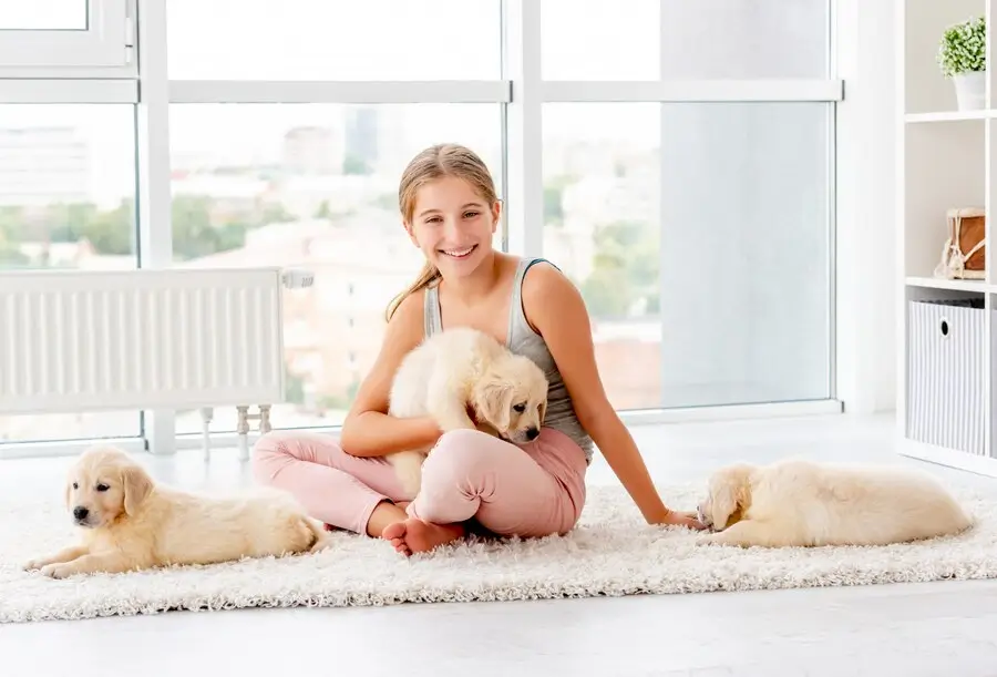 Home for a Golden Retriever Puppy