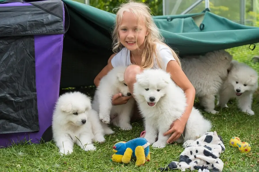 Golden Retrievers for Sale