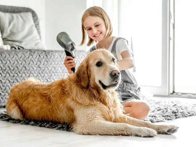 How to Groom a Golden Retriever: A Practical How-To Guide