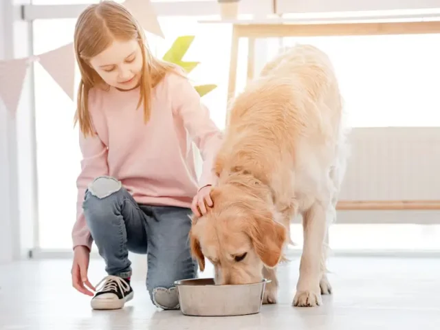 How Much to Feed a Golden Retriever Puppy (Avoid Overfeeding)