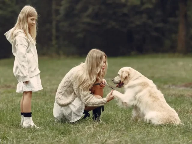 Is the Golden Retriever a Good Fit for You?