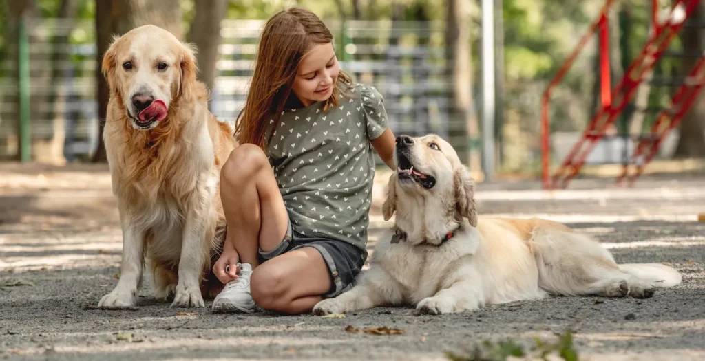 Miniature Golden Retrievers