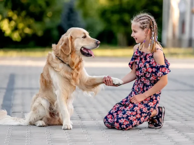 Are Golden Retrievers Smart? 7 Benefits of Owning a Smart Dog
