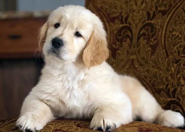 Golden Retriever Puppy